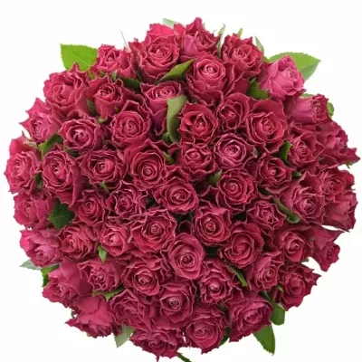 Kytice 55 růžových růží MOVIE STAR 40cm