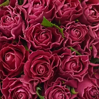 Kytice 55 růžových růží MOVIE STAR 40cm