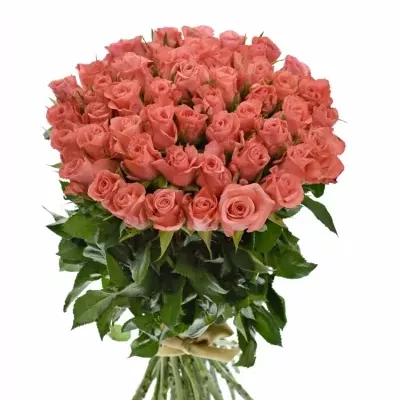 Kytice 55 růžových růží NANCY 50cm