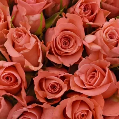 Kytice 55 růžových růží NANCY 50cm