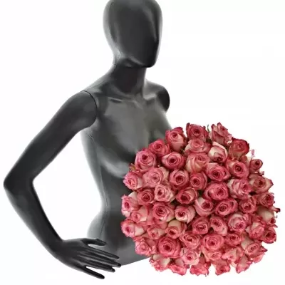 Kytice 55 růžových růží NAVARRA 40cm