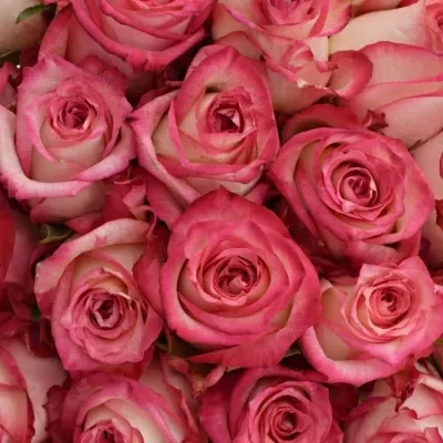 Kytice 55 růžových růží NAVARRA 40cm