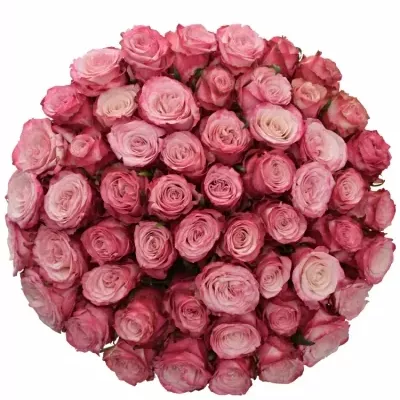 Kytice 55 růžových růží NO LIMIT 60cm