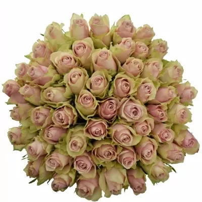 Kytice 55 růžových růží PINK ATHENA 40cm