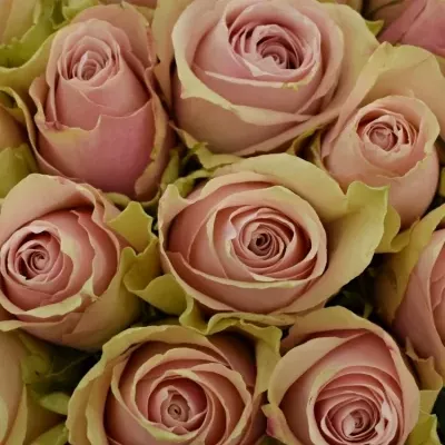 Kytice 55 růžových růží PINK ATHENA 40cm
