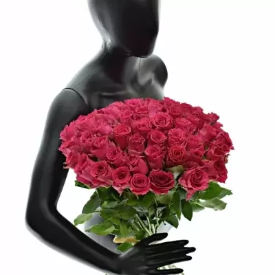 Kytice 55 růžových růží Pink Rhodos 40cm