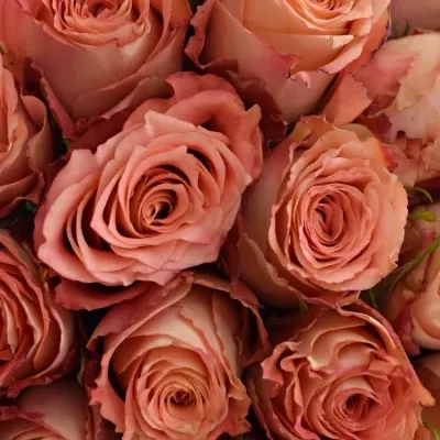 Kytice 55 růžových růží PINK SILK 40cm
