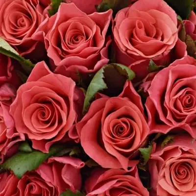 Kytice 55 růžových růží PINK TACAZZI
