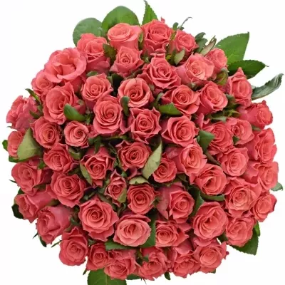 Kytice 55 růžových růží PINK TACAZZI 80cm