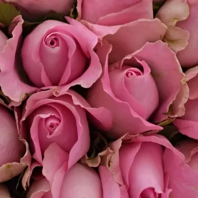 Kytice 55 růžových růží REVIVAL 40cm
