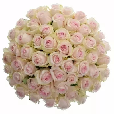 Kytice 55 růžových růží REVIVAL SWEET 50cm