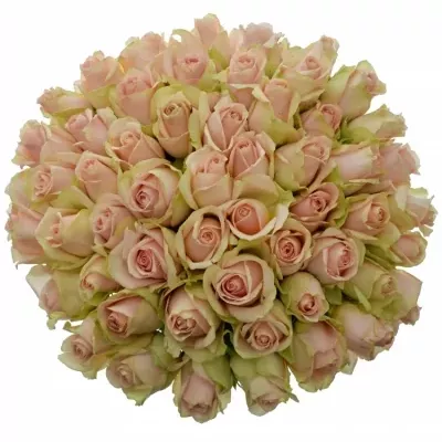 Kytice 55 růžových růží ROYAL PINK 40cm