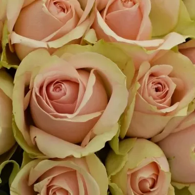 Kytice 55 růžových růží ROYAL PINK 40cm