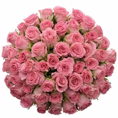 Kytice 55 růžových růží SEDUCTIVE@ 50 cm