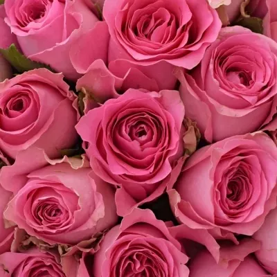 Kytice 55 růžových růží SHANGHAI LADY 40cm 