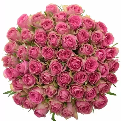 Jednodruhová kytice 55 růžových růží SHIARY 50 cm