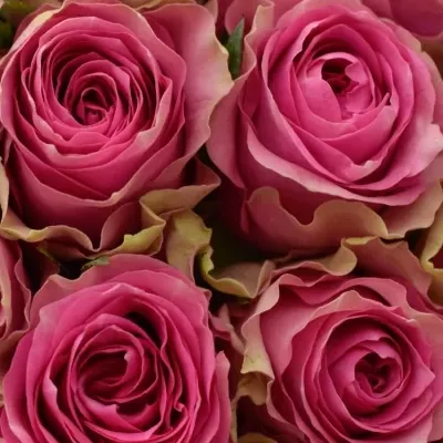Kytice 55 růžových růží SHIARY 50cm 