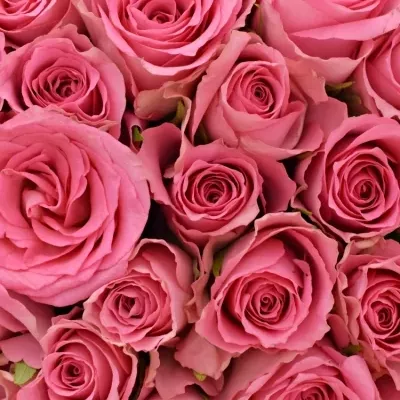 Kytice 55 růžových růží SMOOTHIE 60cm