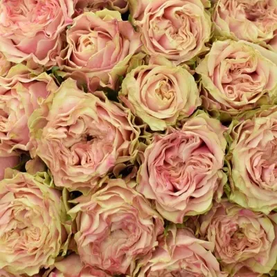 Kytice 55 růžových růží SPLASH EYE@