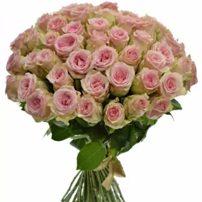 Kytice 55 růžových růží SUDOKU 50 cm