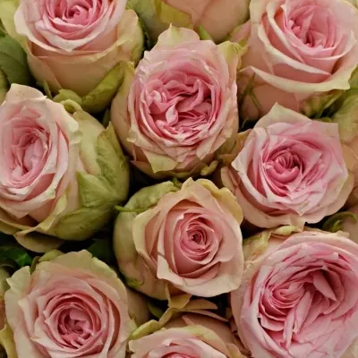 Kytice 55 růžových růží SUDOKU 50 cm
