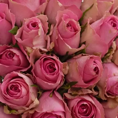 Kytice 55 růžových růží SUPREME+ 50cm