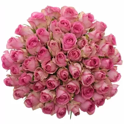 Kytice 55 růžových růží SUPREME+ 50cm