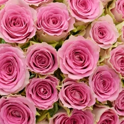Kytice 55 růžových růží TIMES SQUARE
