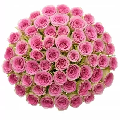 Jednodruhová kytice 55 růžových růží TIMES SQUARE 50 cm