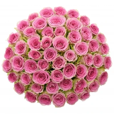 Jednodruhová kytice 55 růžových růží TIMES SQUARE 50 cm