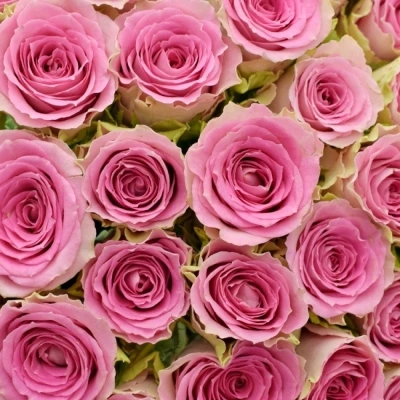 Kytice 55 růžových růží TIMES SQUARE