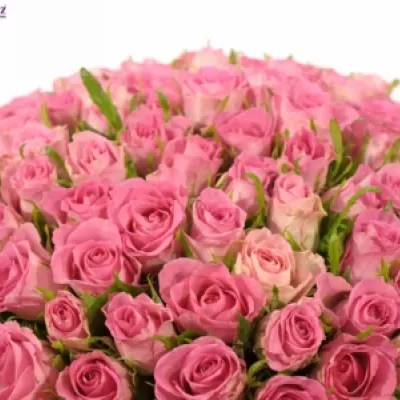 Kytice 55 růžových růží TISENTO 40cm 