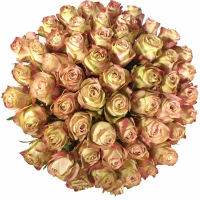 Kytice 55 žíhaných růží UPPER SECRET 45cm