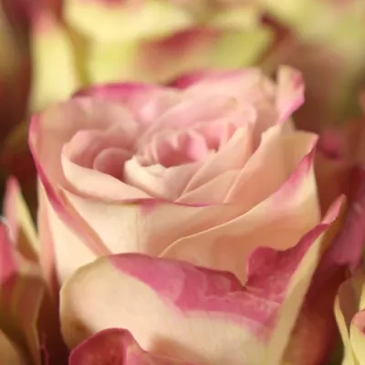Kytice 55 růžových růží UPPER SECRET 60cm
