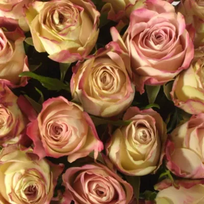 Kytice 55 růžových růží UPPER SECRET 60cm