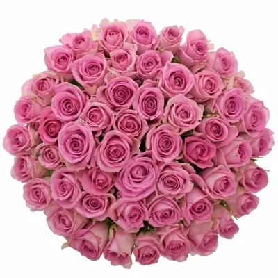 Kytice 55 růžových růží VIDEO 50cm