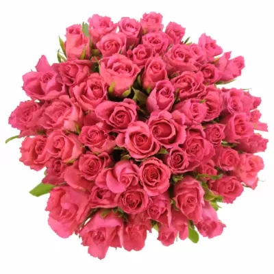 Kytice 55 růžových růží WILD CALYPSO 50cm