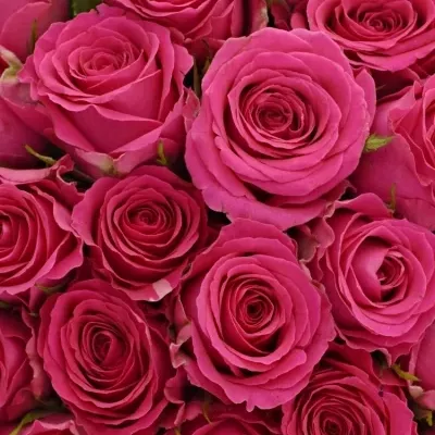 Kytice 55 růžových růží WINK 40 cm