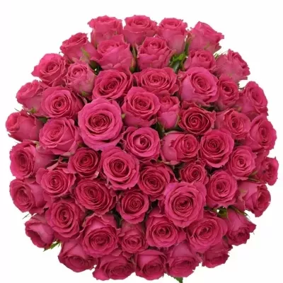 Kytice 55 růžových růží WINK 60 cm