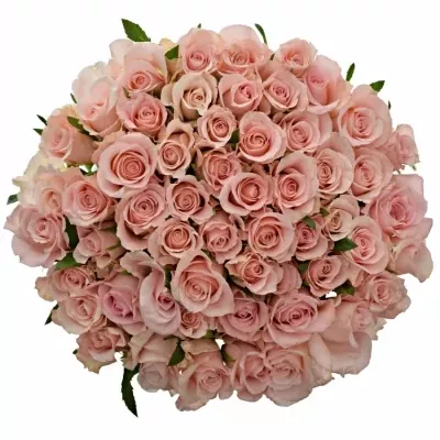 Kytice 55 růžových růží YVONNE 50 cm