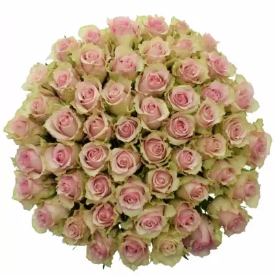 Kytice 55 smetanových růží DREAMLAND 60cm