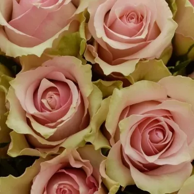 Kytice 55 smetanových růží DREAMLAND 60cm