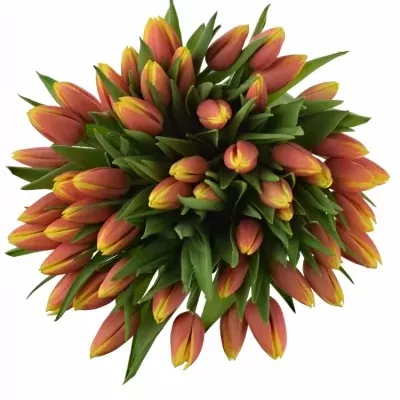 Kytice 55 tulipánů JAN SEIGNETTE