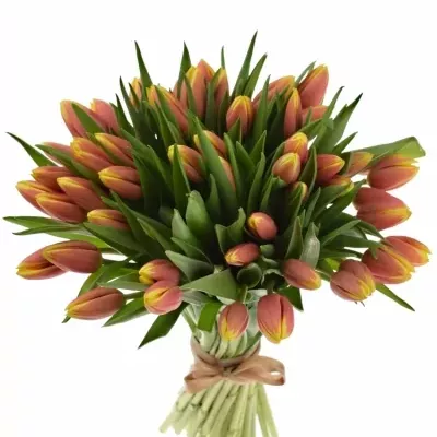 Kytice 55 tulipánů JAN SEIGNETTE