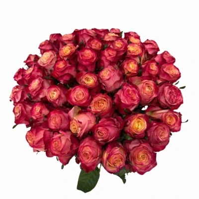 Kytice 55 vícebarevných růží MAI TAI