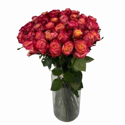 Kytice 55 vícebarevných růží MAI TAI