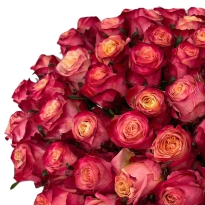 Kytice 55 vícebarevných růží MAI TAI