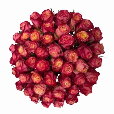 Kytice 55 vícebarevných růží MAI TAI