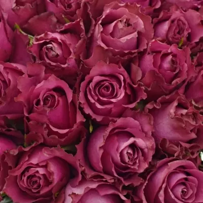 Kytice 55 vínových růží BLUEBERRY 50cm