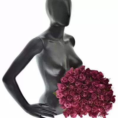 Kytice 55 vínových růží BLUEBERRY 50cm